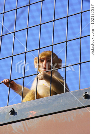 Child of rhesus monkey Child of rhesus monkey 102183557