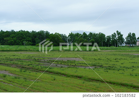 Coral Grass Colony in Ubaranai, Abashiri City, Hokkaido 102183582