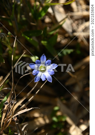 可愛的紫色花朵 可愛的紫色花朵 102183604