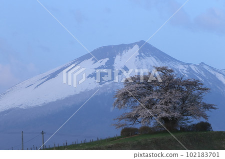 One cherry tree in Tameuchi 2023 One cherry tree in Tameuchi 2023 102183701