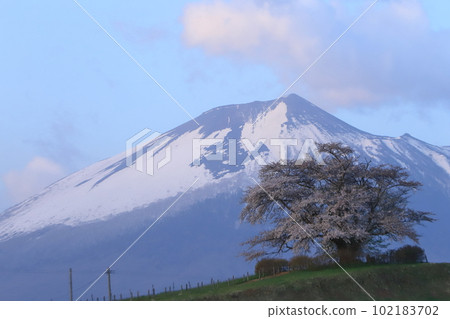 One cherry tree in Tameuchi 2023 One cherry tree in Tameuchi 2023 102183702
