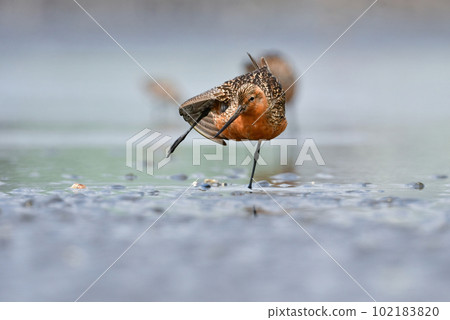 Bar-tailed Godwit, a smart bird with a bright orange color that migrates to the coast in early summer 102183820