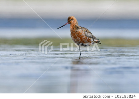 Bar-tailed Godwit, a smart bird with a bright orange color that migrates to the coast in early summer 102183824