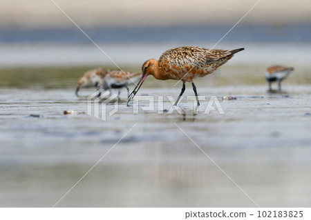 Bar-tailed Godwit, a smart bird with a bright orange color that migrates to the coast in early summer Bar-tailed Godwit, a smart bird with a bright orange color that migrates to the coast in early summer 102183825