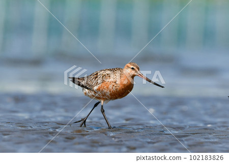 Bar-tailed Godwit, a smart bird with a bright orange color that migrates to the coast in early summer 102183826