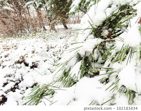 Scenery of a snowy day in Tokyo Snow piled up on pine needles Scenery of a snowy day in Tokyo Snow piled up on pine needles 102183834