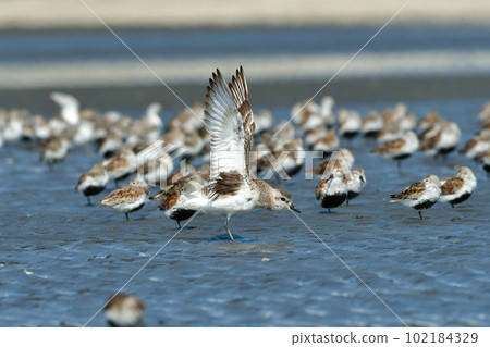 Daizen，一隻長著美麗的黑白羽毛的鴴，初夏時出現在海灘上 102184329