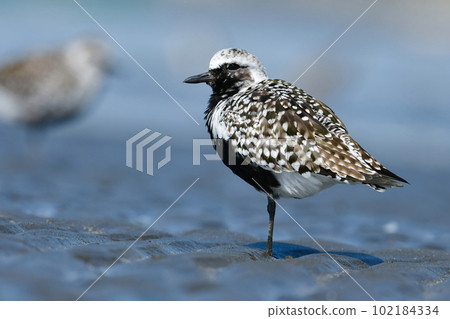 Daizen, a plover with beautiful black and white feathers, seen at the beach in early summer Daizen, a plover with beautiful black and white feathers, seen at the beach in early summer 102184334