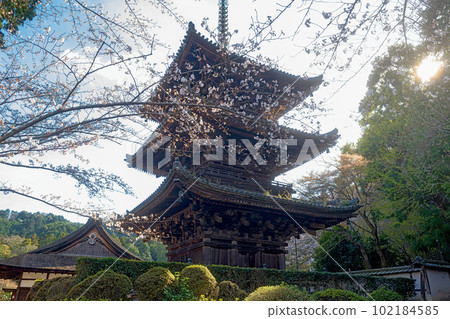 Shiga Mii-dera three-storied pagoda spring scenery 102184585