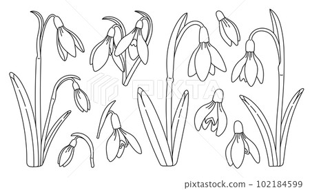 Snowdrop flowers set black and white. Spring wildflower sketch. Blossom plant. Snowdrop flower art. Vector.  102184599