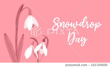 Flowers white snowdrops with leaves. Spring is coming. Snowdrop day. Vector illustration isolated on a pink background 102184600