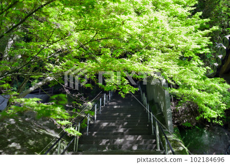 Green approach 102184696