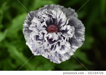 Poppy amazing gray blooming in the garden Poppy amazing gray blooming in the garden 102184726