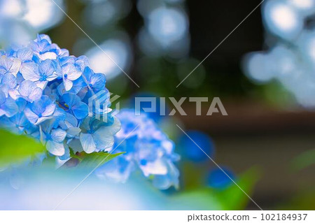 六月盛開的藍色繡球花 六月盛開的藍色繡球花 102184937