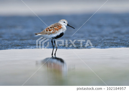 一隻黃色的鷸,羽毛鮮豔,在初夏時為海灘塗上黑色和橙色 一隻黃色的鷸,羽毛鮮豔,在初夏時為海灘塗上黑色和橙色 102184957