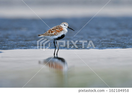 一隻黃色的鷸,羽毛鮮豔,在初夏時為海灘塗上黑色和橙色 一隻黃色的鷸,羽毛鮮豔,在初夏時為海灘塗上黑色和橙色 102184958