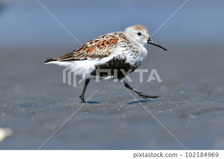 A yellow sandpiper with bright plumage that colors the beach in early summer with black and orange A yellow sandpiper with bright plumage that colors the beach in early summer with black and orange 102184969