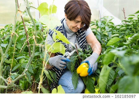 Mature woman is picking of yellow pepper in hothouse Mature woman is picking of yellow pepper in hothouse 102185097