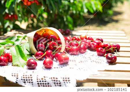 still life of cherries in wicker basket on table in garden still life of cherries in wicker basket on table in garden 102185141