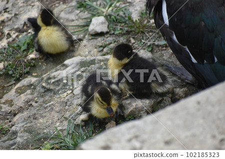 Muscovy duck chick (Okinawa) Muscovy duck chick (Okinawa) 102185323