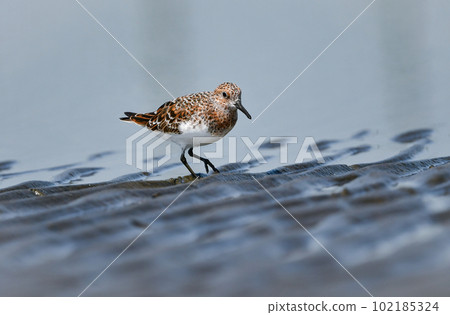 The beautiful orange and white sandpipers, the Miyubi sandpipers, color the beach in early summer. The beautiful orange and white sandpipers, the Miyubi sandpipers, color the beach in early summer. 102185324