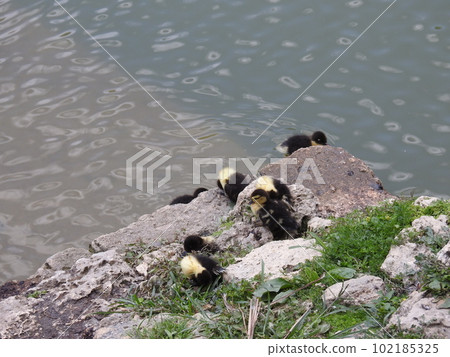 Muscovy duck chick (Okinawa) 102185325