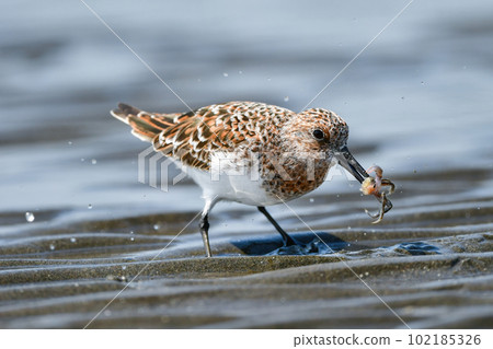 The beautiful orange and white sandpipers, the Miyubi sandpipers, color the beach in early summer. The beautiful orange and white sandpipers, the Miyubi sandpipers, color the beach in early summer. 102185326