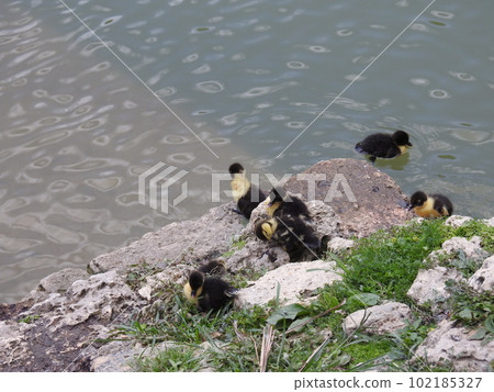 番鴨雛（沖繩） 102185327