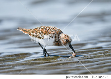 美麗的橙白磯鷸，美玉比鷸，為初夏的海灘增色不少。 102185328
