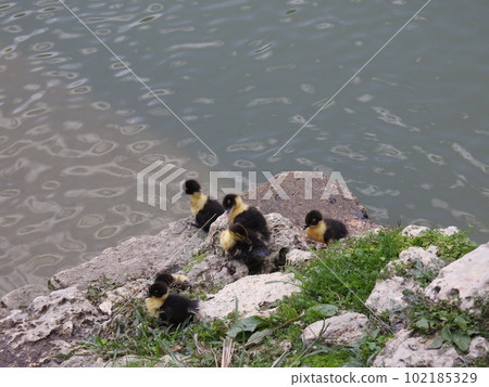 番鴨雛(沖繩) 番鴨雛(沖繩) 102185329