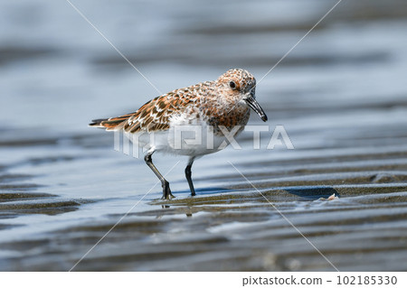美麗的橙白磯鷸，美玉比鷸，為初夏的海灘增色不少。 102185330