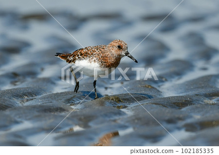 The beautiful orange and white sandpipers, the Miyubi sandpipers, color the beach in early summer. The beautiful orange and white sandpipers, the Miyubi sandpipers, color the beach in early summer. 102185335