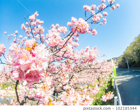 A beautiful view of Minamiboso in early spring, beautifully blooming Yoritomo cherry blossoms A beautiful view of Minamiboso in early spring, beautifully blooming Yoritomo cherry blossoms 102185344
