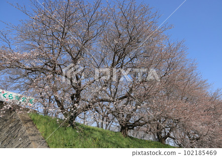 埼玉縣比岐郡吉見町櫻花堤公園的春景 102185469