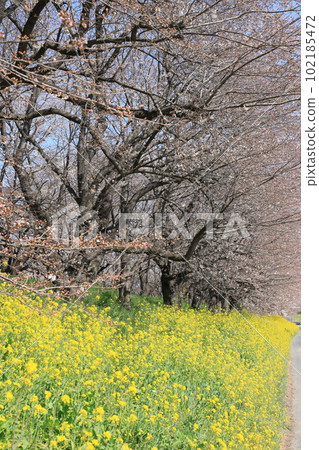 埼玉縣比岐郡吉見町櫻花堤公園的春景 102185472