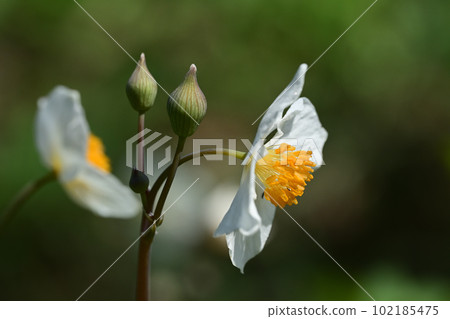 White flower of Shirayukigeshi White flower of Shirayukigeshi 102185475
