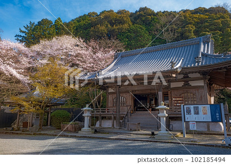 志賀三井寺微妙寺的春天景色 102185494