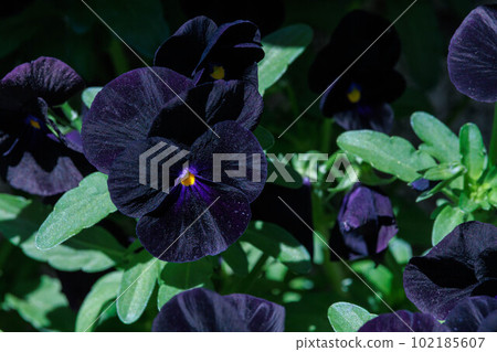 bewitching black pansy bewitching black pansy 102185607