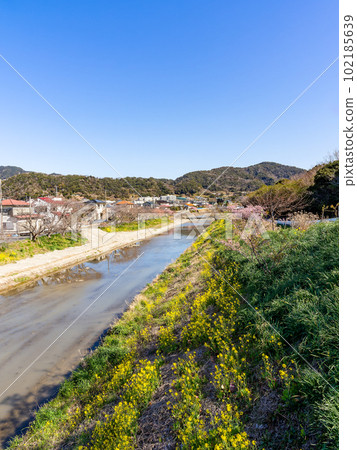 春景:千葉縣南房總市布田川沿岸的油菜花和賴朝櫻花 春景:千葉縣南房總市布田川沿岸的油菜花和賴朝櫻花 102185639