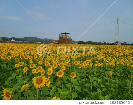 向日葵 向日葵 102185640