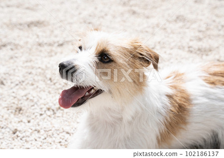 白石花園中微笑的傑克羅素的半身像 白石花園中微笑的傑克羅素的半身像 102186137