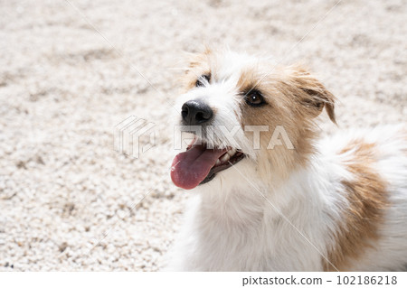 Bust-up of a smiling Jack Russell in a white stone garden 102186218