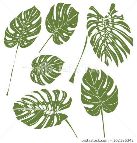 Silhouette tropical monstera leaves. Green isolated on white background 102186342