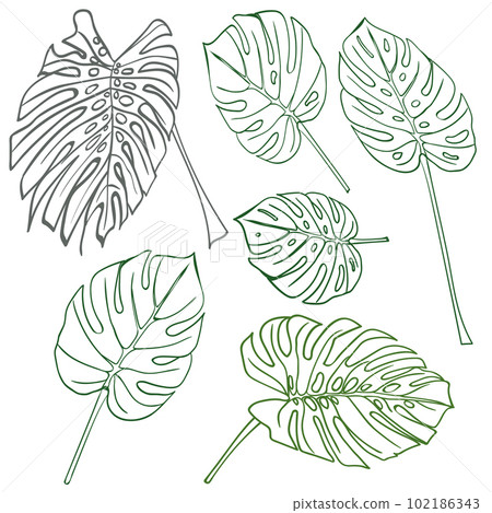 Silhouette tropical monstera leaves. Black isolated on white background Silhouette tropical monstera leaves. Black isolated on white background 102186343