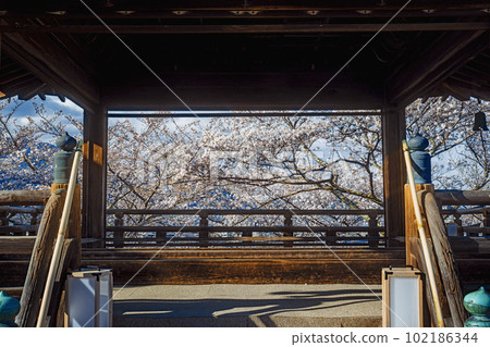 Shiga Miidera Moon-viewing stage and cherry blossoms in full bloom Shiga Miidera Moon-viewing stage and cherry blossoms in full bloom 102186344