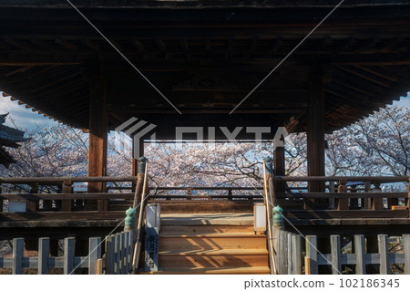 Shiga Mii-dera Cherry blossom viewing from the moon-viewing stage Shiga Mii-dera Cherry blossom viewing from the moon-viewing stage 102186345