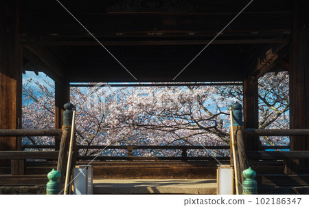 志賀三井寺賞月台和盛開的櫻花 志賀三井寺賞月台和盛開的櫻花 102186347