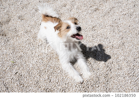 Bust-up of a smiling Jack Russell in a white stone garden 102186350