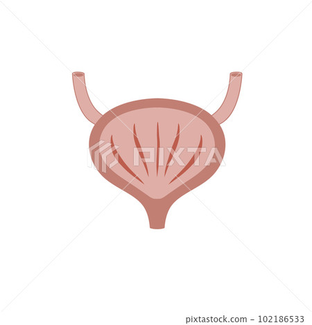 Bladder with urine. Internal organ of people. Medical illustration isolated on white background Bladder with urine. Internal organ of people. Medical illustration isolated on white background 102186533