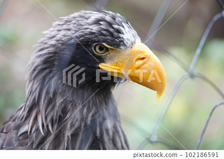 Eagle looking at camera 102186591